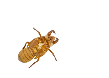 Exuviae of cicada isolated on white background