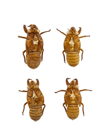 Collection of cicada exuviae isolated on white backgroundの写真素材