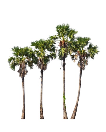 Four borassus flabellifer trees, known by several common names, including Asian Palmyra palm, Toddy palm, Sugar palm, or Cambodian palm, tropical tree in the northeast of Thailand isolated on white backgroundの写真素材