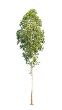 Eucalyptus tree, tropical tree in the northeast of Thailand の写真素材