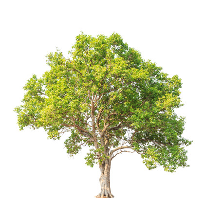Tembusu (Fagraea fragrans), commonly known as Buabua, Urung, Temasuk, Tatrao, Trai, Kan Krao, Tembesu, Anan, Ananma, Munpla, tropical tree in the northeast of Thailand isolated on white backgroundの写真素材