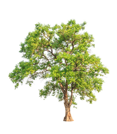 Tembusu (Fagraea fragrans), commonly known as Buabua, Urung, Temasuk, Tatrao, Trai, Kan Krao, Tembesu, Anan, Ananma, Munpla, tropical tree in the northeast of Thailand isolated on white backgroundの写真素材