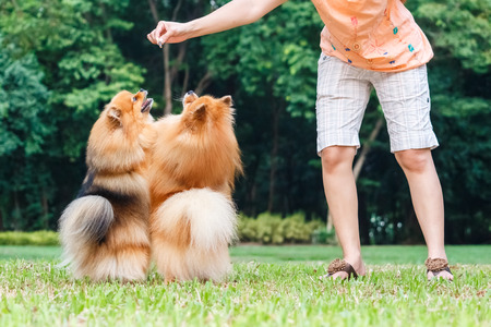 Pomeranian dogs standing on its hind legs to get a treat from ownerの写真素材