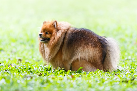 Pomeranian dog defecating on green grass in the gardenの写真素材