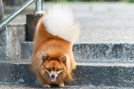 Pomeranian dog walking down the stairs in the gardenの写真素材