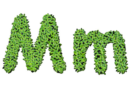 Duckweed alphabet letters "M" isolated on white backgroundの写真素材