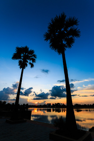 Sugar palm trees on sunset sky in the parkの写真素材