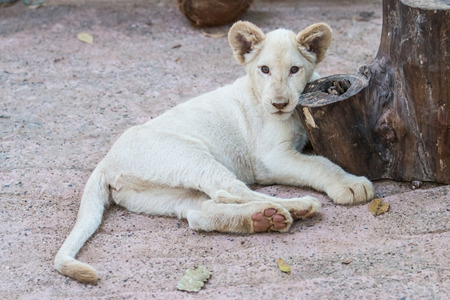 White lion baby in the zooの写真素材