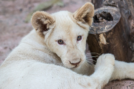 Close-up of White lion baby in the zooの写真素材