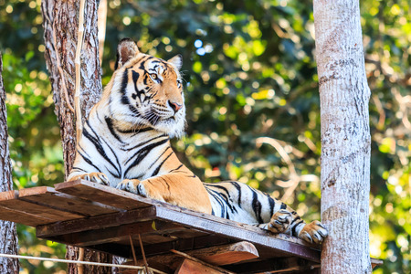 Bengal tiger (Panthera tigris tigris) in the zoo