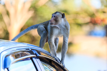 Monkey (Crab-eating macaque) climbing on car in Thailandの写真素材