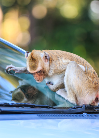 Monkey (Crab-eating macaque) climbing on car in Thailandの写真素材