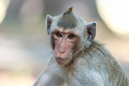 Close-up of Monkey (Crab-eating macaque) in Thailandの写真素材