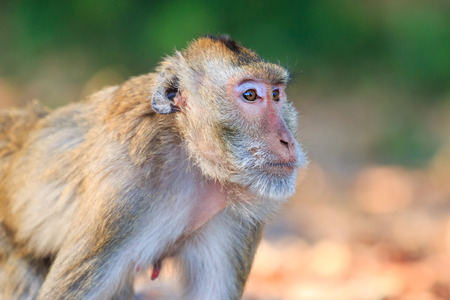 Close-up of Monkey (Crab-eating macaque) in Thailand
