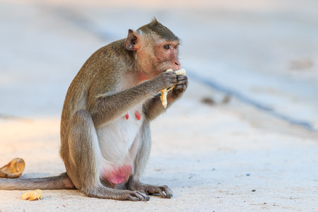 Monkey (Crab-eating macaque) eating banana in Thailand
