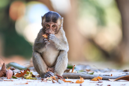 Little Monkey (Crab-eating macaque) eating fruit in Thailandの写真素材