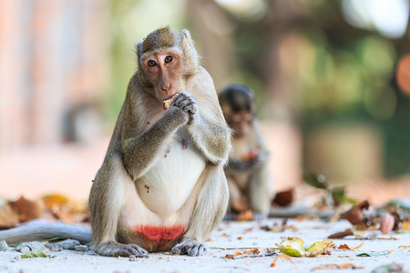 Monkey (Crab-eating macaque) eating fruit in Thailand