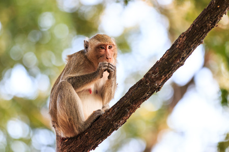 Monkey (Crab-eating macaque) on tree in Thailandの写真素材