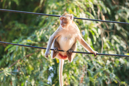Monkey (Crab-eating macaque) on power cable in Thailandの写真素材