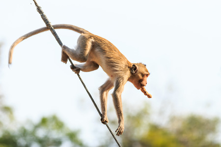 Monkey (Crab-eating macaque) on power cable in Thailandの写真素材