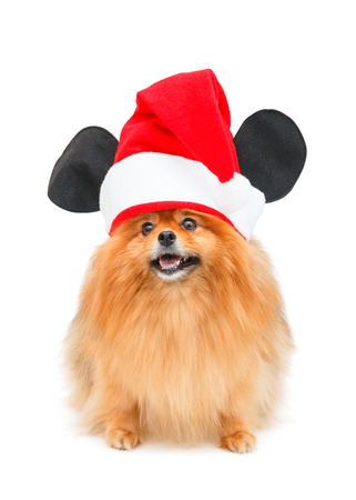 Pomeranian dog with Christmas hat isolated on white backgroundの写真素材