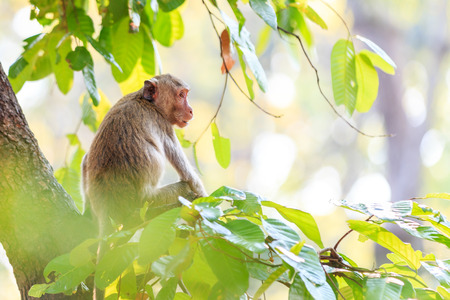 Monkey (Crab-eating macaque) on tree in Thailandの写真素材