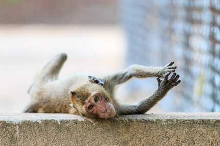 Monkey (Crab-eating macaque) lying on floor in Thailandの写真素材