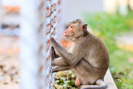 Monkey (Crab-eating macaque) sitting on floor in Thailandの写真素材