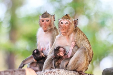 Monkey (Crab-eating macaque) breastfeeding baby in Thailandの写真素材
