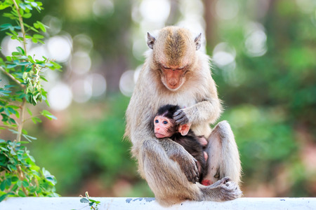 Monkey family (Crab-eating macaque) in Thailandの写真素材