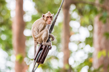Monkey (Crab-eating macaque) climbing on power cable in Thailandの写真素材