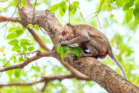 Monkey (Crab-eating macaque) on tree in Thailandの写真素材