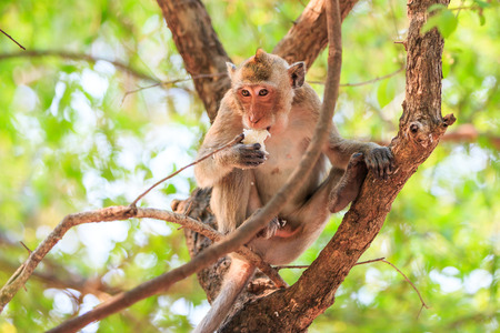 Monkey (Crab-eating macaque) eating food on tree in Thailandの写真素材