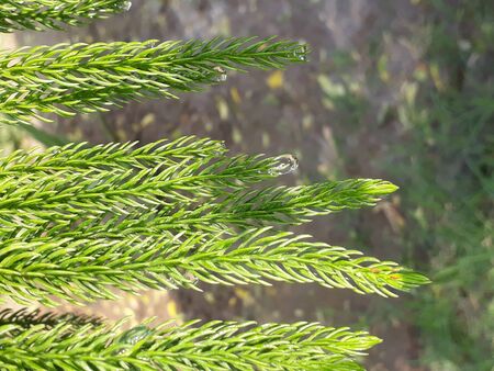 this is arroceria leaf in the garden