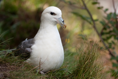 Fulmar on its nest の写真素材
