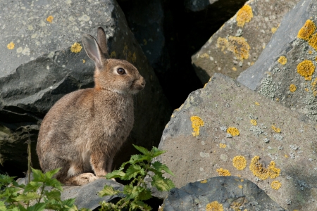 European wild rabbit 