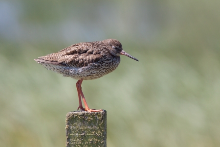 Redshank resting on a post with eyes closed の写真素材