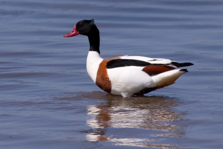 Common Shelduck  Tadorna tadorna  の写真素材