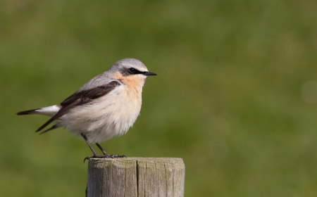 Wheatear on a post の写真素材