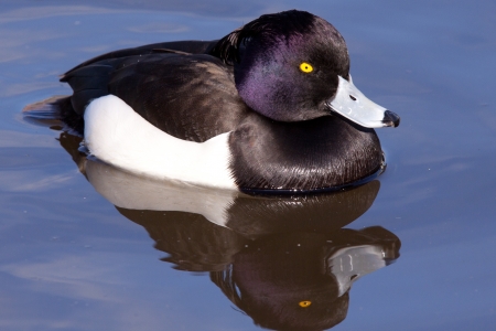 male Tufted Duck  Aythya fuligula  close-up の写真素材