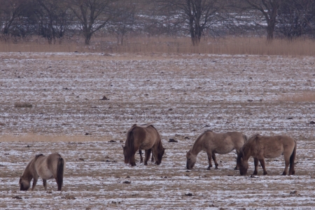 Wild Konik horses grazing in the snow の写真素材