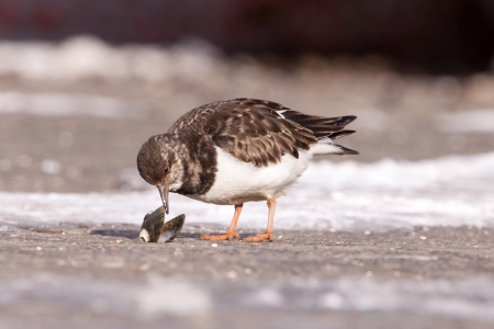 Ruddy Turnstone  Arenaria interpres  eating a clam の写真素材