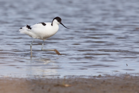 Pied avocet   Recurvirostra avosetta   walking to the shore の写真素材