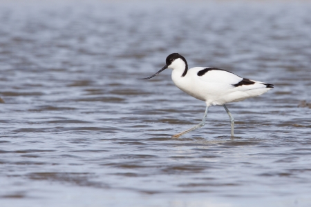 Pied avocet   Recurvirostra avosetta   walking in water の写真素材