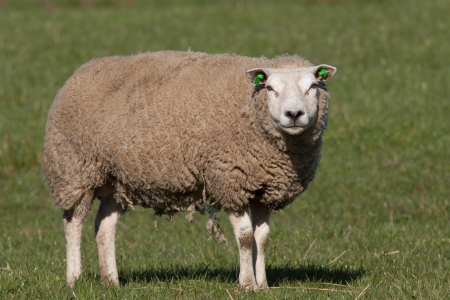Sheep standing in a meadow の写真素材