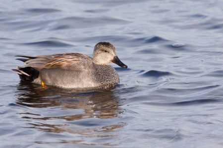 Gadwall  Anas strepera  swimming の写真素材