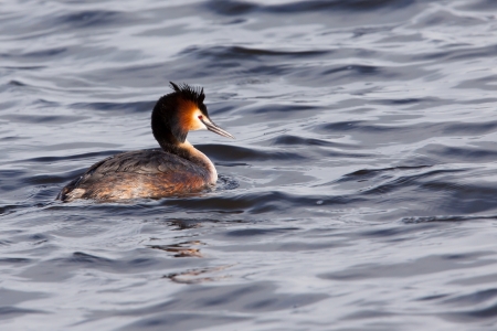 Great Crested Grebe の写真素材
