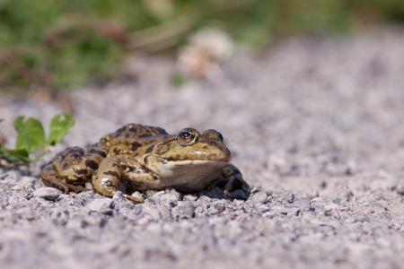 common toad  bufo bufo  on a gravel path 