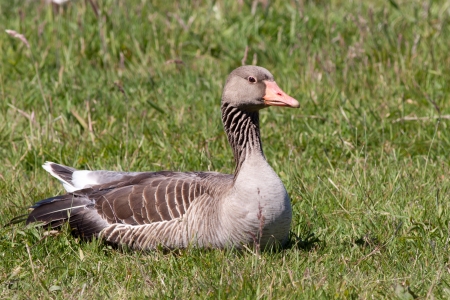Greylag goose resting in a fieldの写真素材