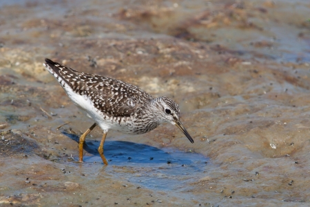 Wood Sandpiper on the muddy shore  Tringa glareola の写真素材